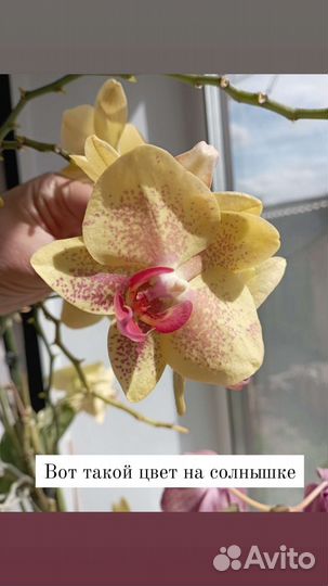 Орхидея фаленопсис