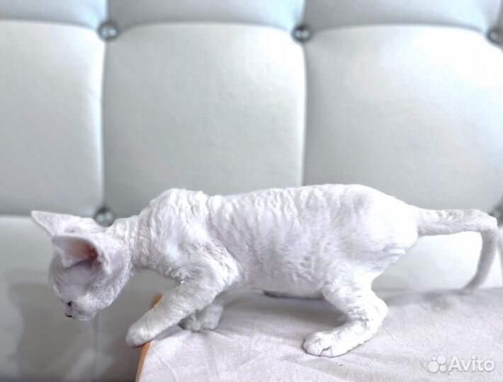 Котята девон-рекс