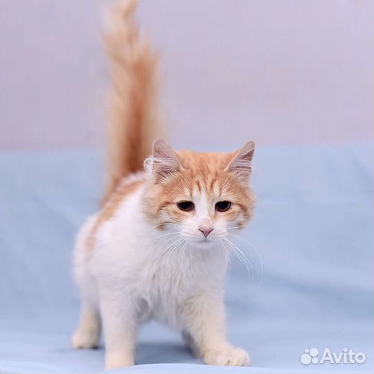 Кошка Катя рыже-белая пушистая в дар