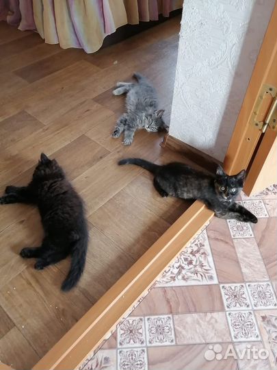 Кошка