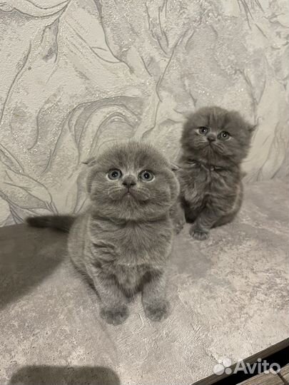 Британская