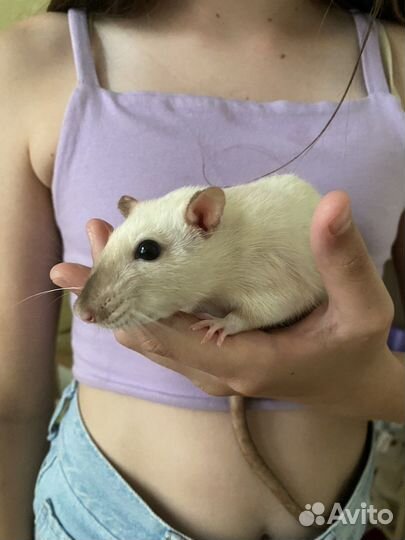 Крыса дамбо с клеткой