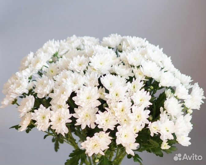 Букет из хризантем. Доставка