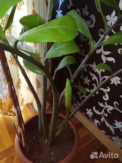 Замиокулькас