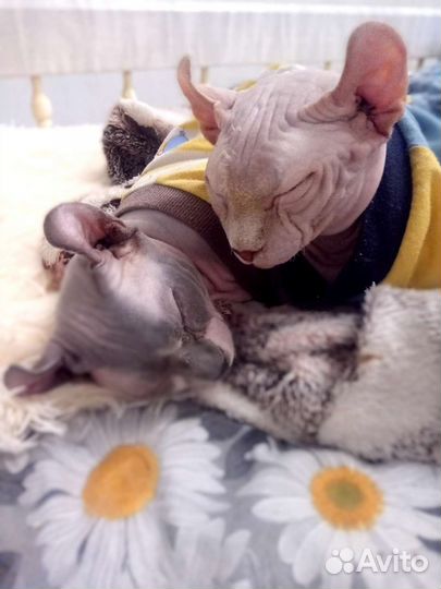 Эльф. Вязка