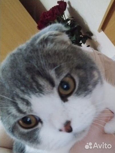 Кошка в дар бесплатно