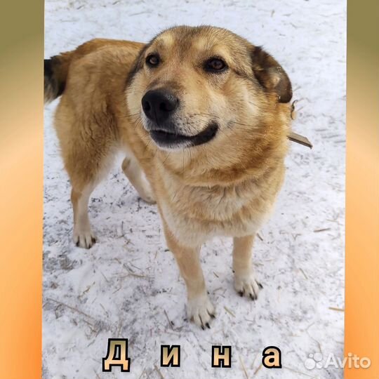 Собака в добрые руки