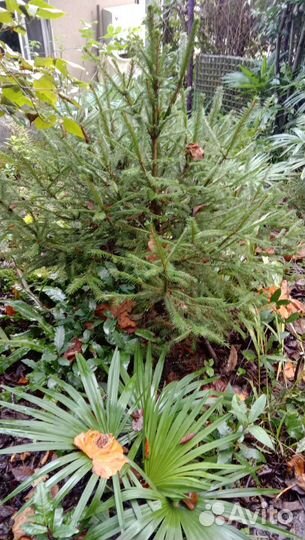 Ель новогодняя живая