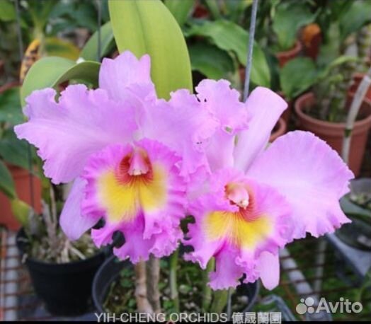 Орхидея каттлея Blc.Mahina Yahiro 'Ulii'