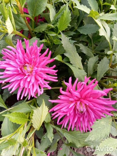 Продам многолетники, саженцы