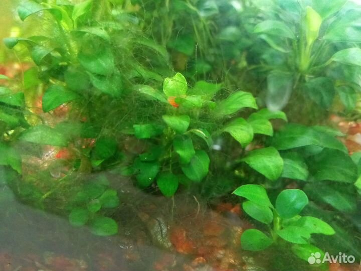 Растения аквариумные