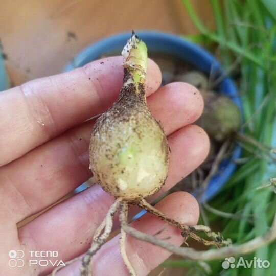 Индийский лук(Лечебный)