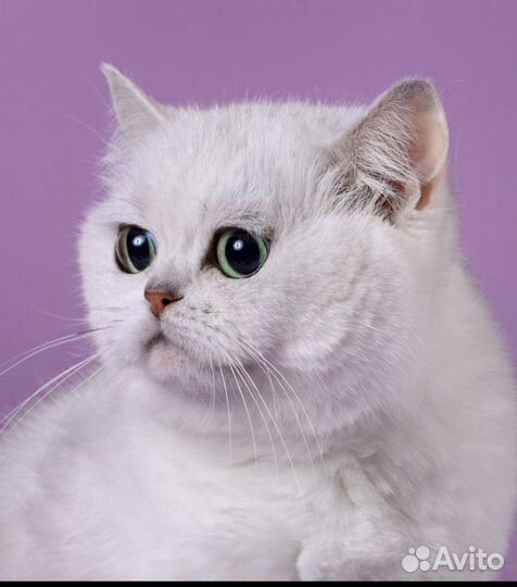 Британский котенок