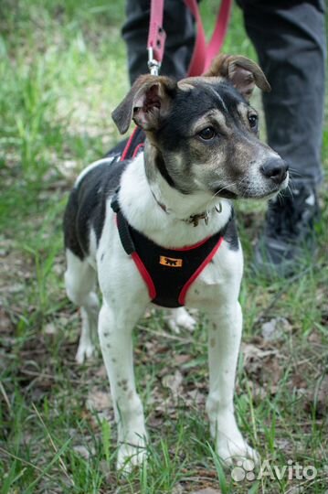 Майкл очень хочет стать домашним