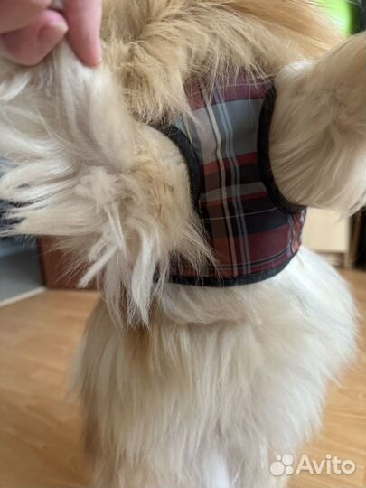 Шлейка для собаки
