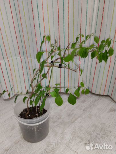 Бугенвиллия взрослая