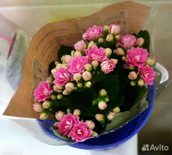 Суккулент Каланхоэ