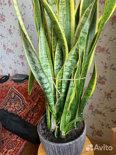 Сансиеверия микс крупная