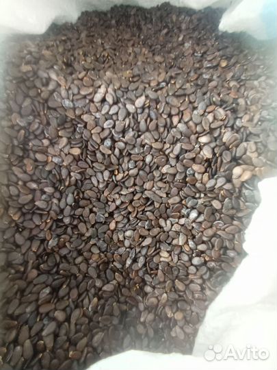 Продам семена арбуза Каристан,Продюсер(холор США)