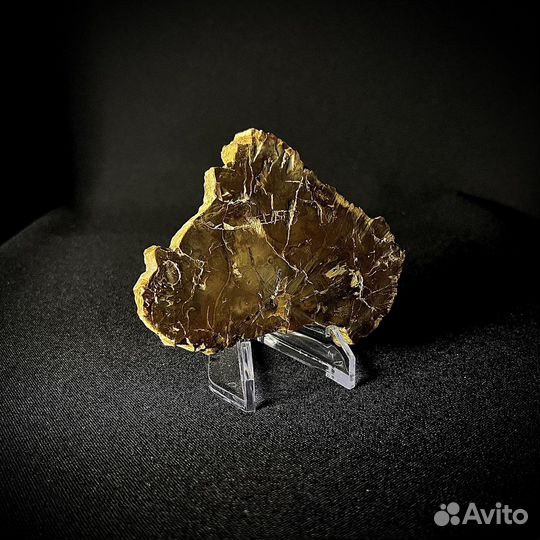 Окаменелое дерево палеонтология ископаемое