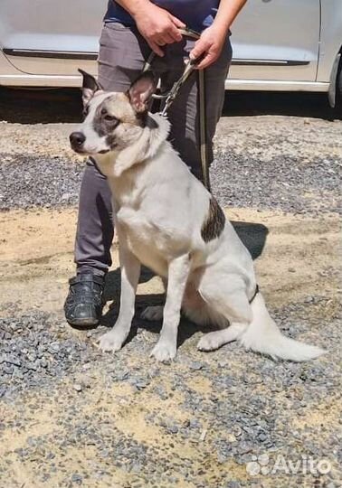 Метис в добрые руки