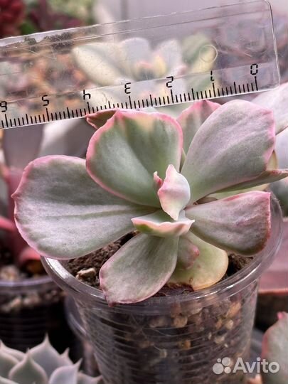 Детки вариегатных суккулентов