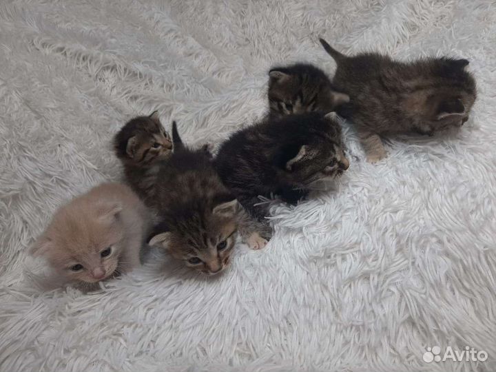 Кошки в добрые руки бесплатно