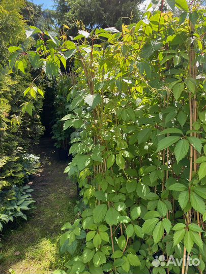 Девичий виноград 2 метра+ в горшках 10 литров