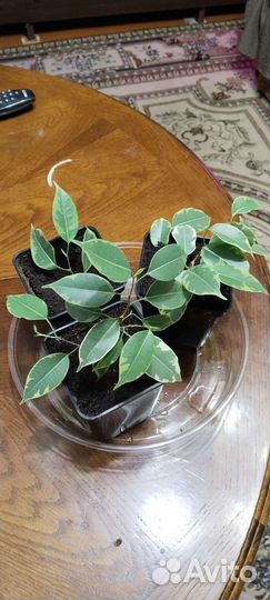 Фикус Бенджамина