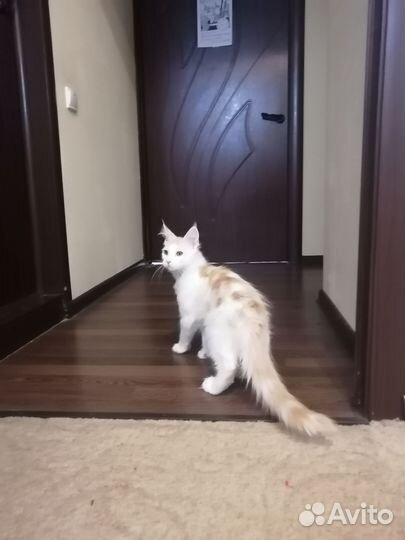 Мейн-кун коты шестипалые
