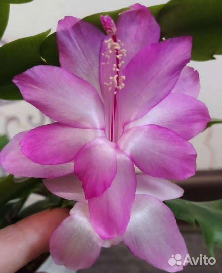 Укоренëнный Декабрист Шлюмбергера