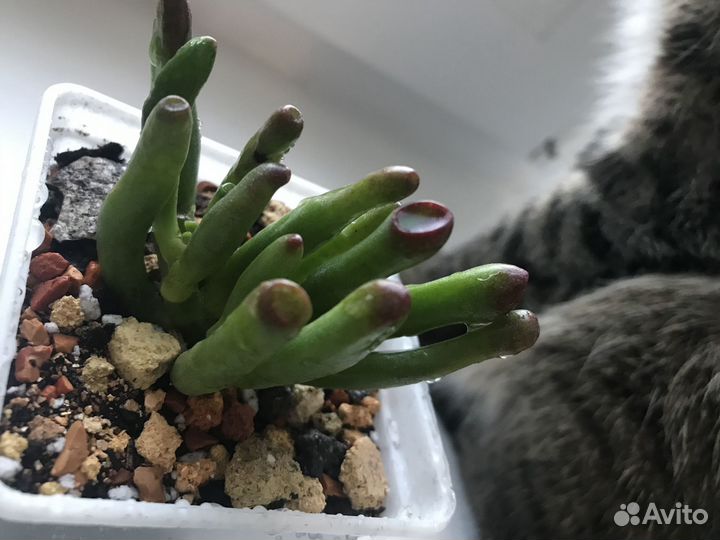 Толстянка Корал