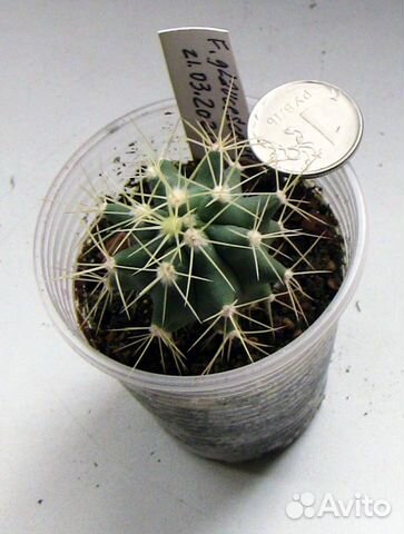 Кактус Ferocactus glaucescens