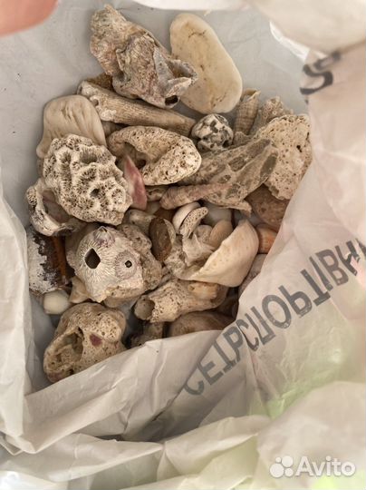 Для аквариума кораллы, ракушки