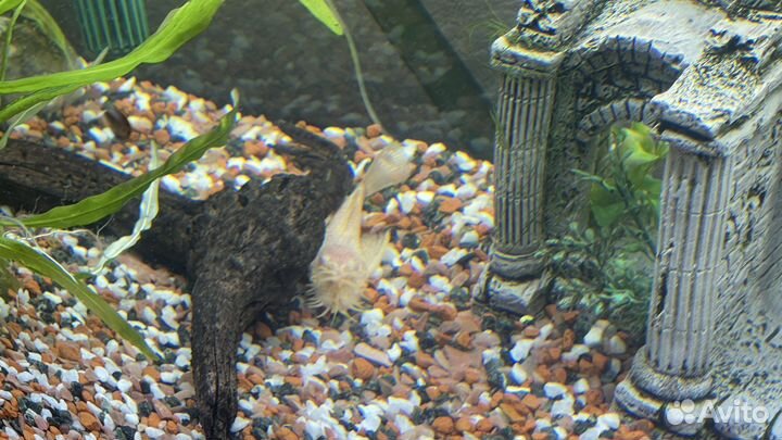 Анциструс золотой/альбинос, сом - аквариумная рыба