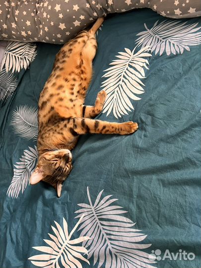 Бенгальские котята с документами