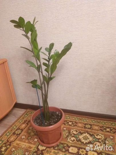 Замиокулькас, долларовое дерево