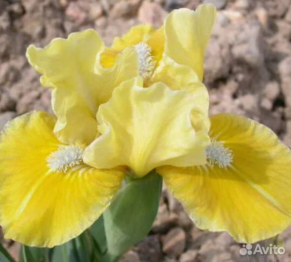 Ирисы высокие и карликовые