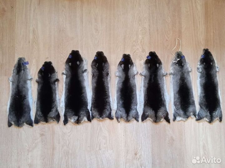 Шкурки шиншилла