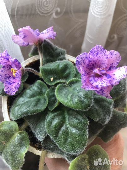 Фиалка сортовая