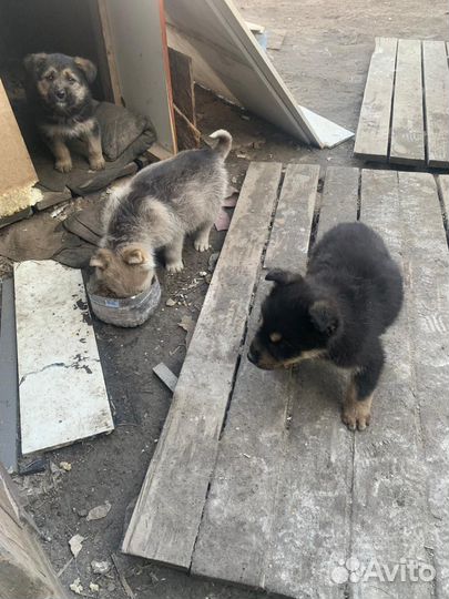 Щенки в добрые руки