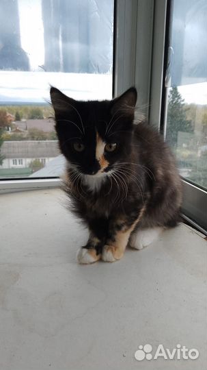 Отдам котят и кошку в добрые руки бесплатно