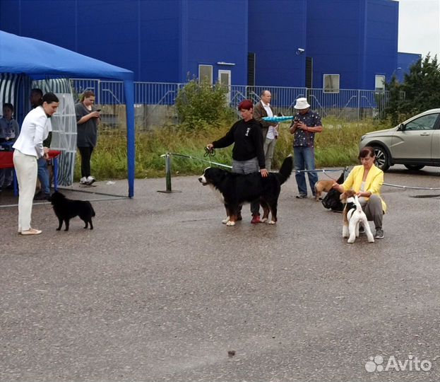 Вязка собак Бернский зенненхунд