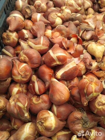 Луковицы тюльпанов оптом 11/12