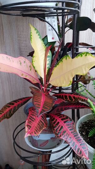 Кротон Нервия