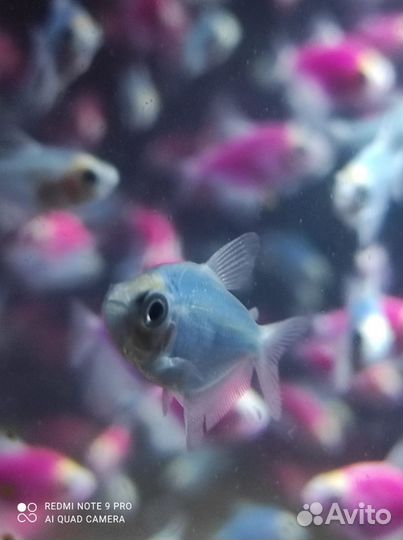 Тернеции цветные Аквариумные рыбки