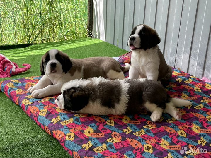 Щенки Сенбернара