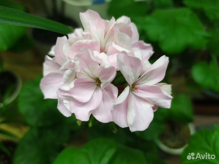 Комнатные цветы