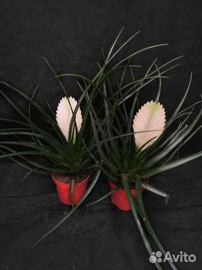 Тилландсия в ассортименте