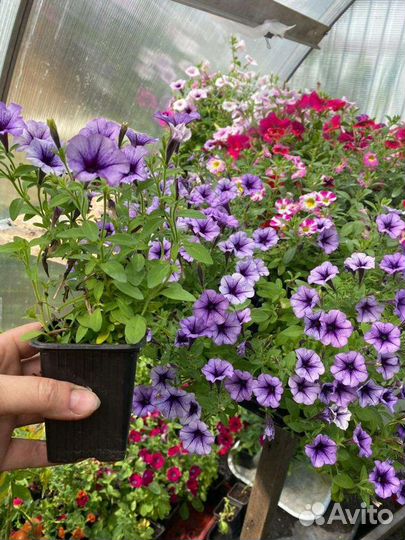 Петуния Литлтунья Блю Вейн рассада доставка